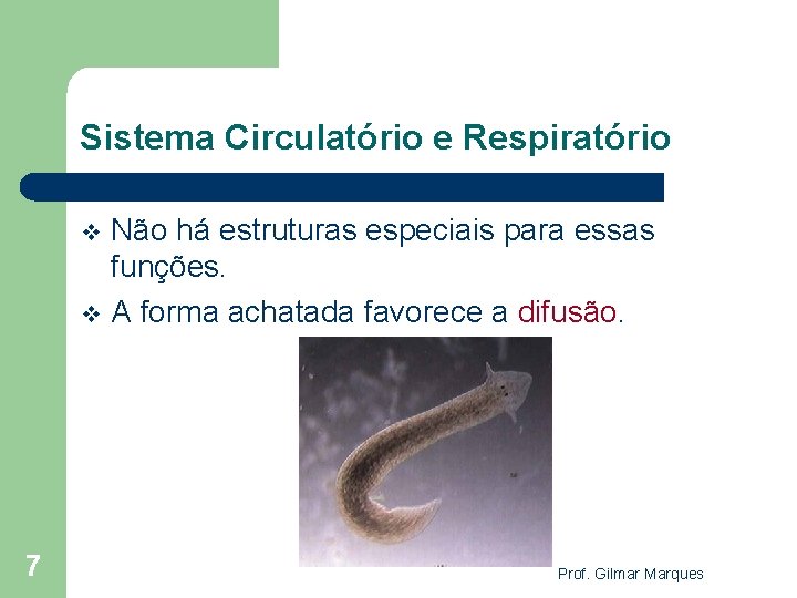 Sistema Circulatório e Respiratório Não há estruturas especiais para essas funções. v A forma