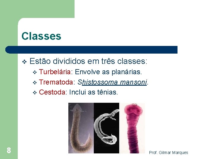 Classes v Estão divididos em três classes: Turbelária: Envolve as planárias. v Trematoda: Shistossoma