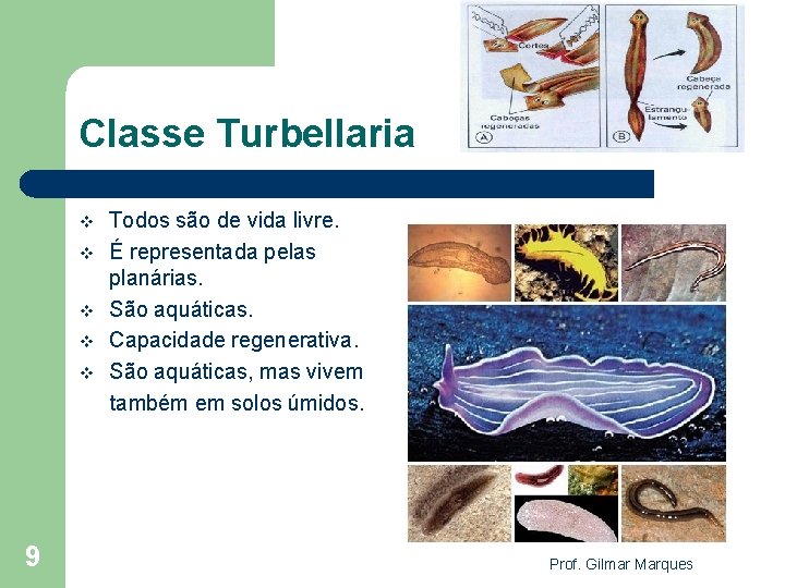Classe Turbellaria v v v 9 Todos são de vida livre. É representada pelas