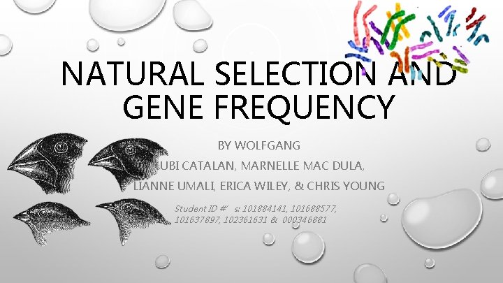 NATURAL SELECTION AND GENE FREQUENCY BY WOLFGANG RUBI CATALAN, MARNELLE MAC DULA, LIANNE UMALI,
