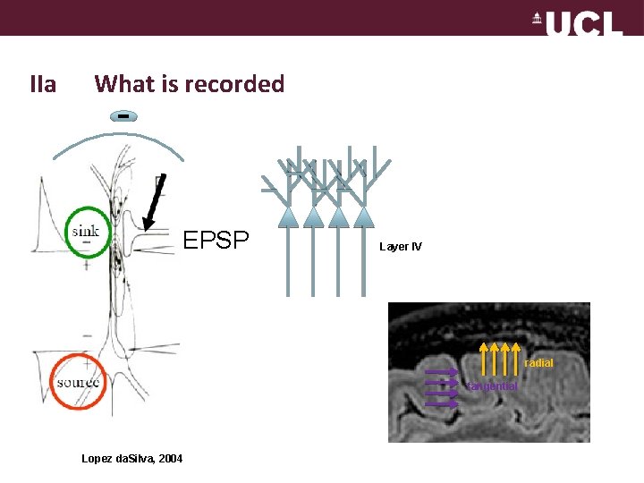 IIa What is recorded - EPSP Layer IV radial tangential Lopez da. Silva, 2004