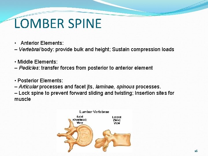 LOMBER SPINE • Anterior Elements: – Vertebral body: provide bulk and height; Sustain compression
