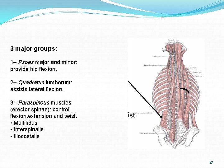 3 major groups: 1– Psoas major and minor: provide hip flexion. 2– Quadratus lumborum: