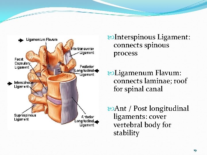 Interspinous Ligament: connects spinous process Ligamenum Flavum: connects laminae; roof for spinal canal