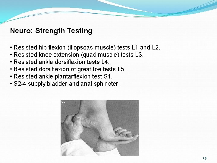 Neuro: Strength Testing • Resisted hip flexion (iliopsoas muscle) tests L 1 and L