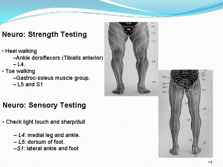 Neuro: Strength Testing • Heel walking –Ankle dorsiflexors (Tibialis anterior) – L 4. •