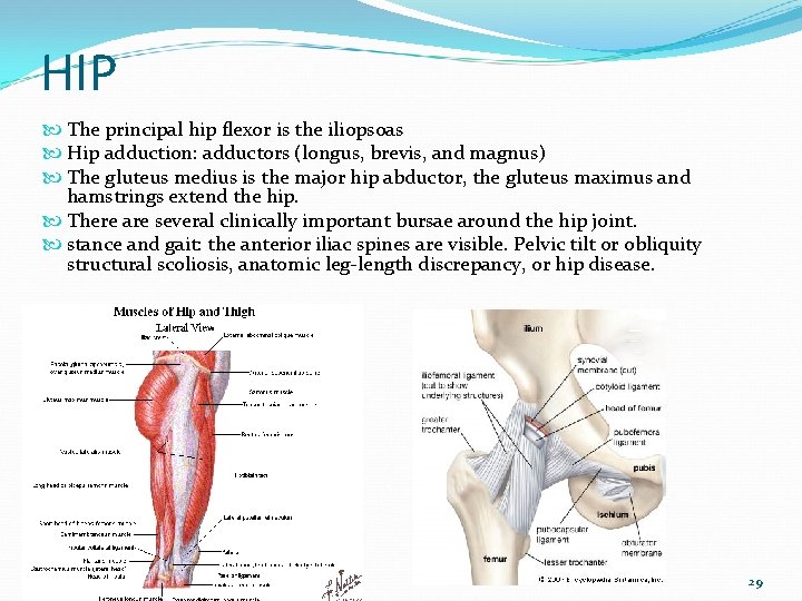 HIP The principal hip flexor is the iliopsoas Hip adduction: adductors (longus, brevis, and