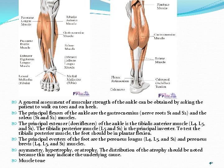  A general assessment of muscular strength of the ankle can be obtained by