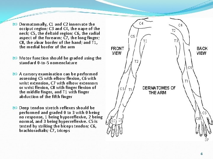  Dermatomally, C 1 and C 2 innervate the occiput region; C 3 and