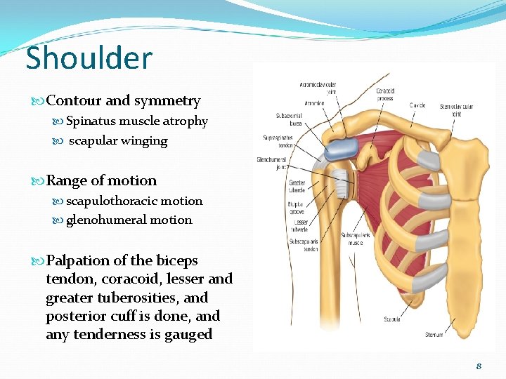 Shoulder Contour and symmetry Spinatus muscle atrophy scapular winging Range of motion scapulothoracic motion