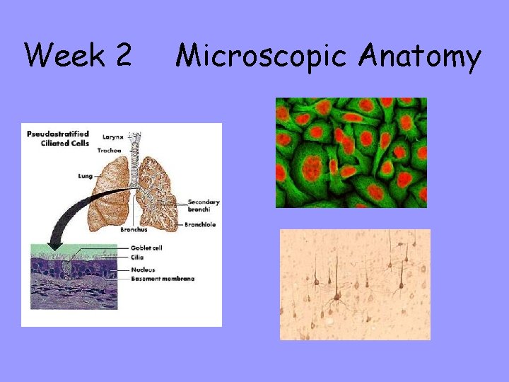 Week 2 Microscopic Anatomy 