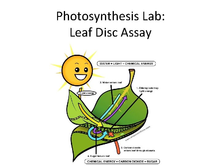 Photosynthesis Lab: Leaf Disc Assay 