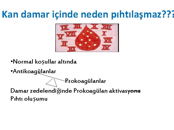 Kan damar içinde neden pıhtılaşmaz? ? ? • Normal koşullar altında • Antikoagülanlar Prokoagülanlar