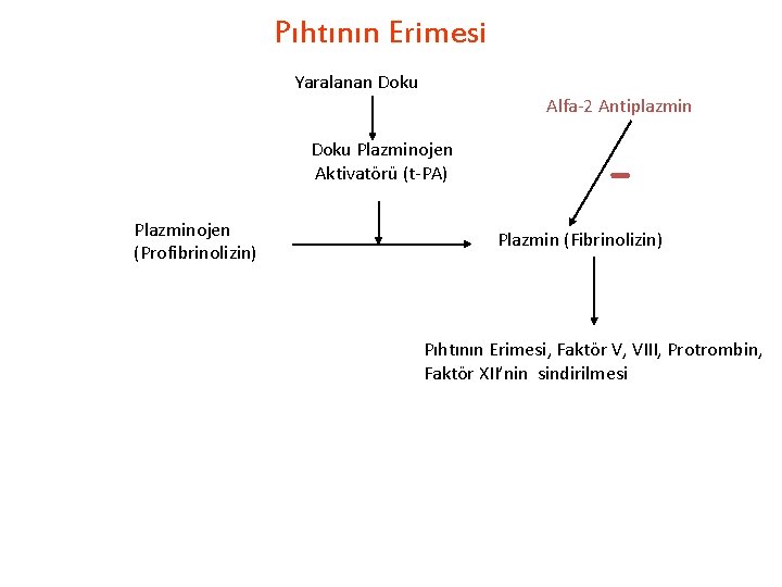 Pıhtının Erimesi Yaralanan Doku Alfa-2 Antiplazmin Doku Plazminojen Aktivatörü (t-PA) Plazminojen (Profibrinolizin) Plazmin (Fibrinolizin)