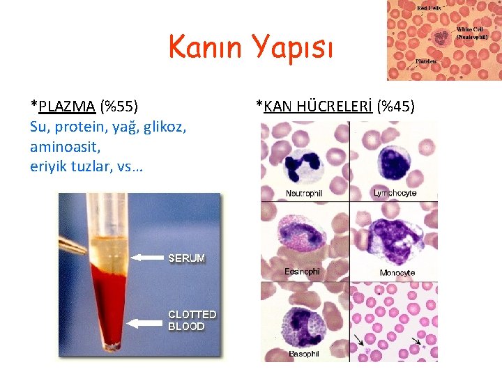 Kanın Yapısı *PLAZMA (%55) Su, protein, yağ, glikoz, aminoasit, eriyik tuzlar, vs… *KAN HÜCRELERİ