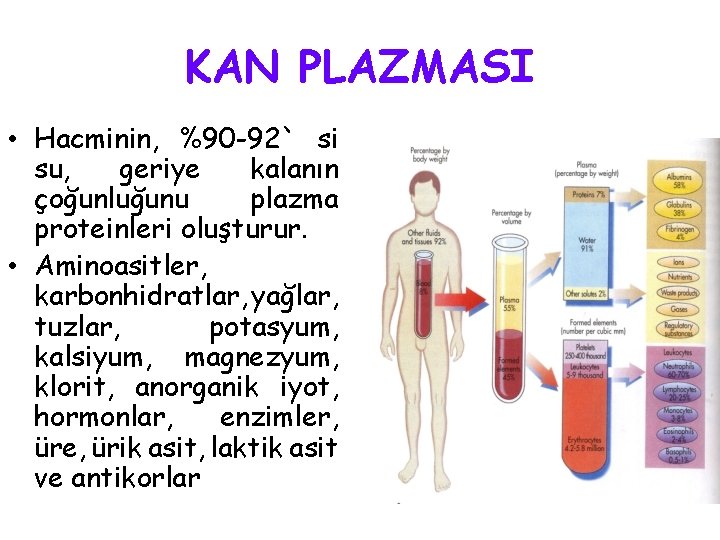 KAN PLAZMASI • Hacminin, %90 -92` si su, geriye kalanın çoğunluğunu plazma proteinleri oluşturur.