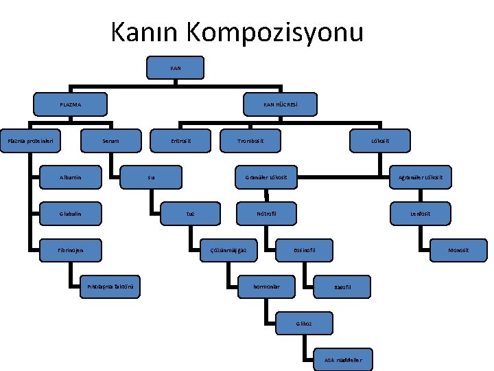 Kanın Kompozisyonu KAN PLAZMA Plazma proteinleri KAN HÜCRESİ Serum Albumin Eritrosit su Trombosit Granüler