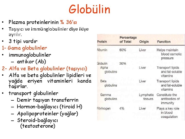 Globülin • Plazma proteinlerinin % 36’sı • Taşıyıcı ve immünglobulinler diye ikiye ayrılır. •