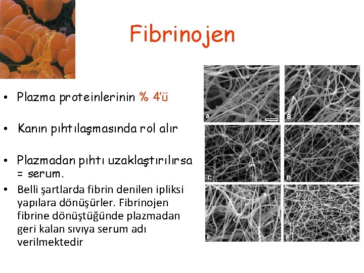 Fibrinojen • Plazma proteinlerinin % 4’ü • Kanın pıhtılaşmasında rol alır • Plazmadan pıhtı