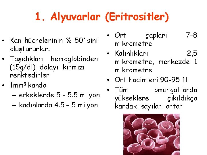 1. Alyuvarlar (Eritrositler) • Kan hücrelerinin % 50`sini oluştururlar. • Taşıdıkları hemoglobinden (15 g/dl)