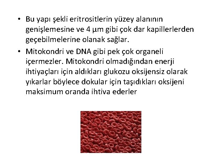  • Bu yapı şekli eritrositlerin yüzey alanının genişlemesine ve 4 µm gibi çok