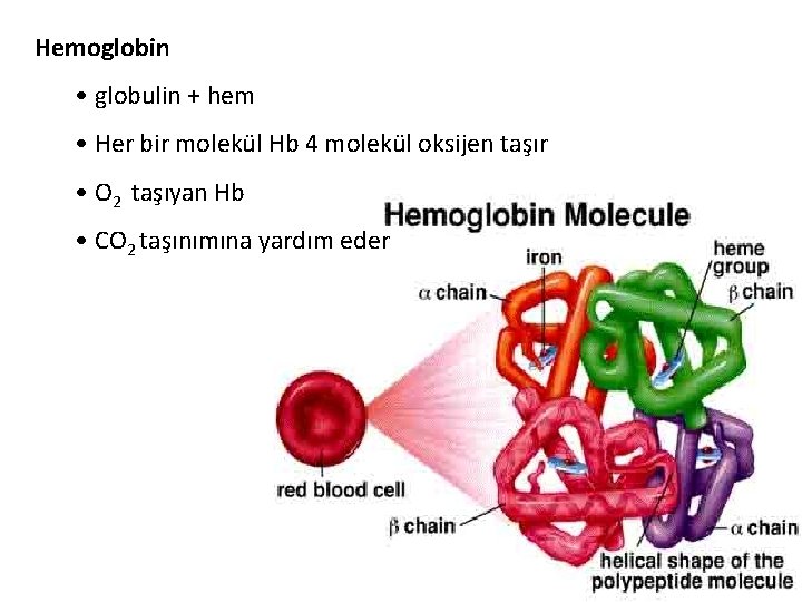 Hemoglobin • globulin + hem • Her bir molekül Hb 4 molekül oksijen taşır