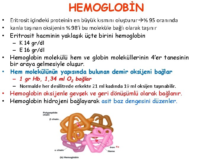 HEMOGLOBİN • Eritrosit içindeki proteinin en büyük kısmını oluşturur % 95 oranında • kanla