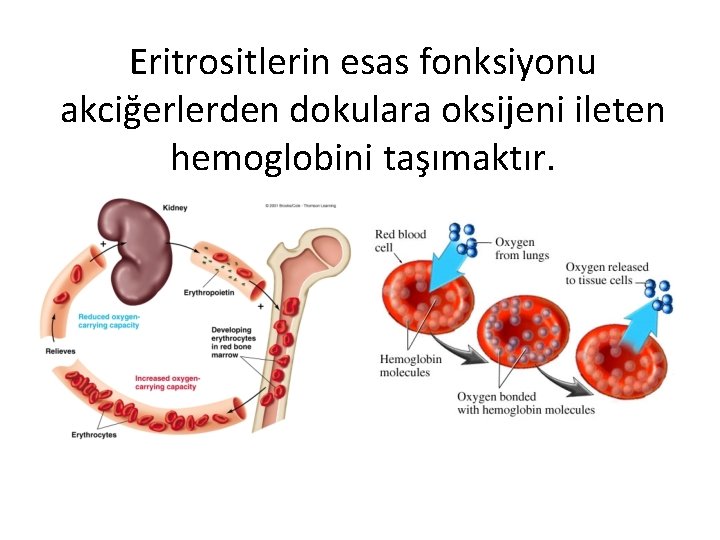 Eritrositlerin esas fonksiyonu akciğerlerden dokulara oksijeni ileten hemoglobini taşımaktır. 