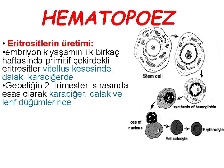 HEMATOPOEZ • Eritrositlerin üretimi: • embriyonik yaşamın ilk birkaç haftasında primitif çekirdekli eritrositler vitellus