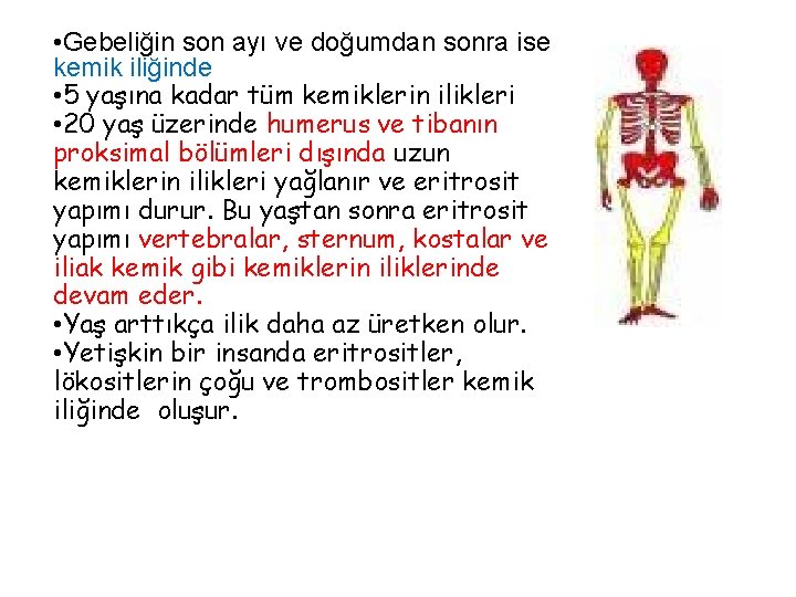  • Gebeliğin son ayı ve doğumdan sonra ise kemik iliğinde • 5 yaşına