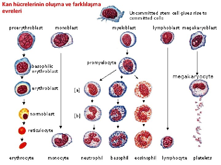 Kan hücrelerinin oluşma ve farklılaşma evreleri 