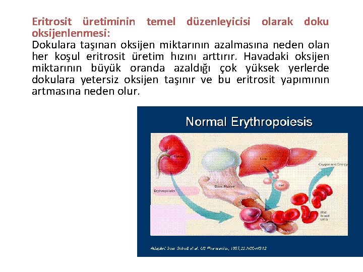 Eritrosit üretiminin temel düzenleyicisi olarak doku oksijenlenmesi: Dokulara taşınan oksijen miktarının azalmasına neden olan