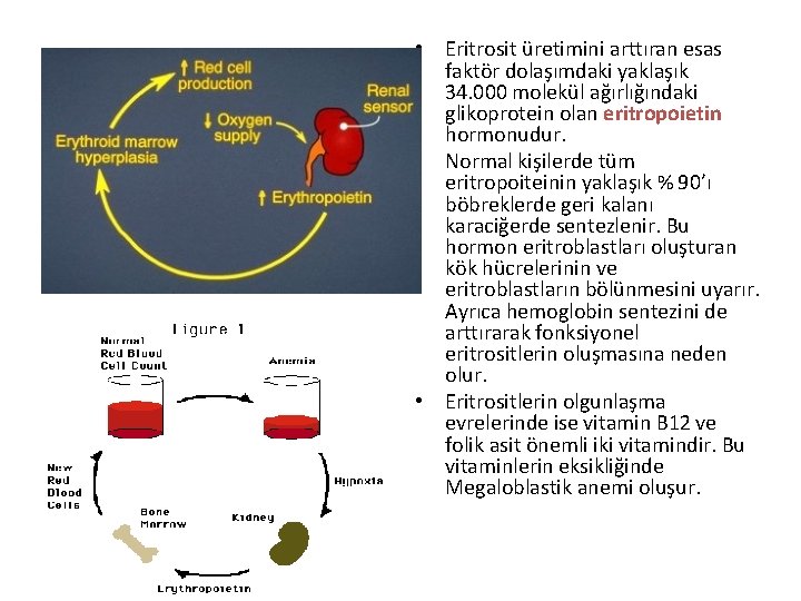  • Eritrosit üretimini arttıran esas faktör dolaşımdaki yaklaşık 34. 000 molekül ağırlığındaki glikoprotein