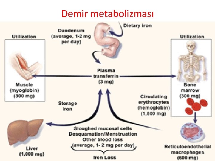 Demir metabolizması 