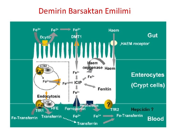 Demirin Barsaktan Emilimi 