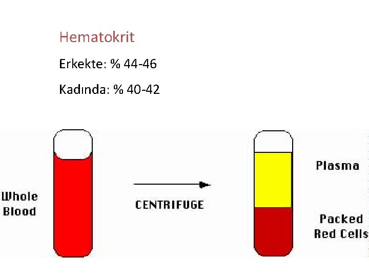 Hematokrit Erkekte: % 44 -46 Kadında: % 40 -42 