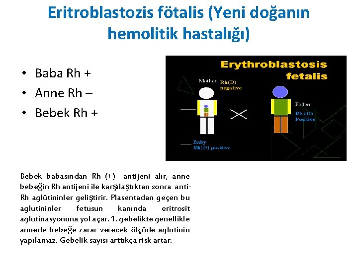 Eritroblastozis fötalis (Yeni doğanın hemolitik hastalığı) • Baba Rh + • Anne Rh –