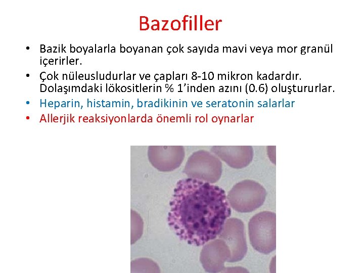 Bazofiller • Bazik boyalarla boyanan çok sayıda mavi veya mor granül içerirler. • Çok