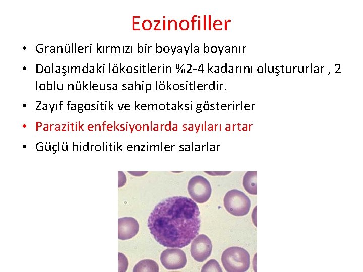 Eozinofiller • Granülleri kırmızı bir boyayla boyanır • Dolaşımdaki lökositlerin %2 -4 kadarını oluştururlar