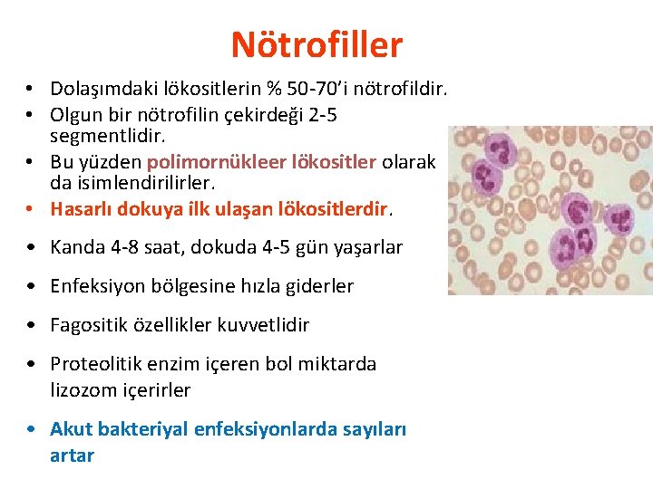 Nötrofiller • Dolaşımdaki lökositlerin % 50 -70’i nötrofildir. • Olgun bir nötrofilin çekirdeği 2