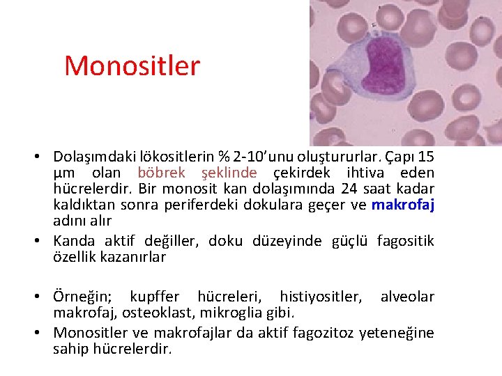 Monositler • Dolaşımdaki lökositlerin % 2 -10’unu oluştururlar. Çapı 15 µm olan böbrek şeklinde