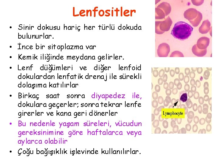 Lenfositler • Sinir dokusu hariç her türlü dokuda bulunurlar. • İnce bir sitoplazma var