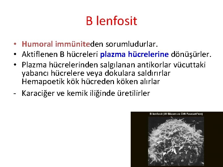 B lenfosit • Humoral immüniteden sorumludurlar. • Aktiflenen B hücreleri plazma hücrelerine dönüşürler. •