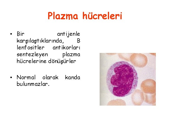 Plazma hücreleri • Bir antijenle karşılaştıklarında, B lenfositler antikorları sentezleyen plazma hücrelerine dönüşürler •