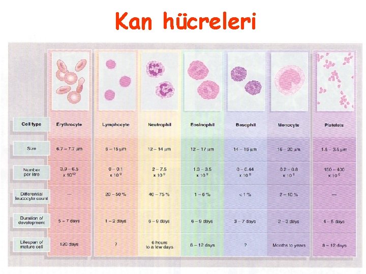 Kan hücreleri 