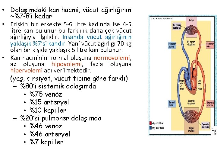  • Dolaşımdaki kan hacmi, vücut ağırlığının ~%7 -8’i kadar • Erişkin bir erkekte