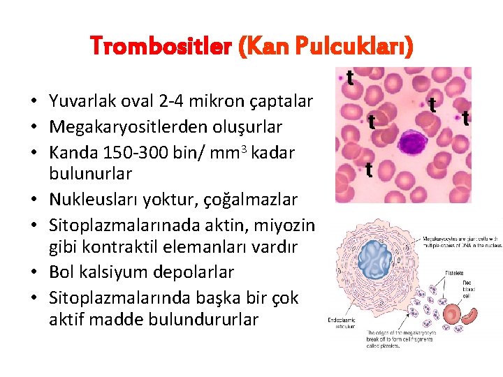 Trombositler (Kan Pulcukları) • Yuvarlak oval 2 -4 mikron çaptalar • Megakaryositlerden oluşurlar •