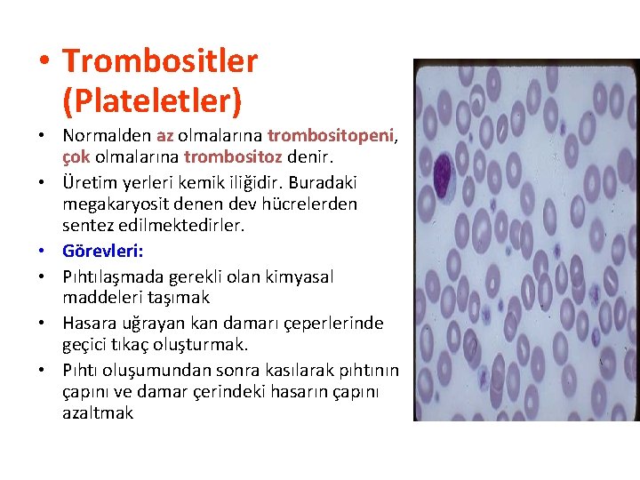  • Trombositler (Plateletler) • Normalden az olmalarına trombositopeni, çok olmalarına trombositoz denir. •