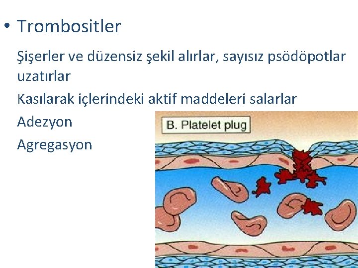  • Trombositler Şişerler ve düzensiz şekil alırlar, sayısız psödöpotlar uzatırlar Kasılarak içlerindeki aktif