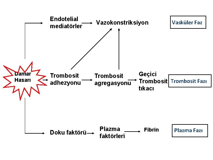 Damar Hasarı Endotelial mediatörler Vazokonstriksiyon Trombosit adhezyonu Trombosit agregasyonu Doku faktörü Plazma faktörleri Vasküler